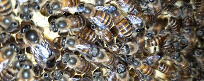 中蜂怎样分蜂最好？