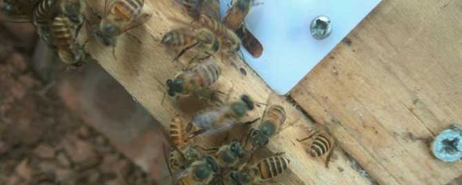 人工分蜂方法有哪些？