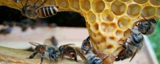 人工分蜂技巧有哪些？