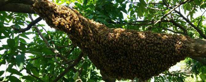圆桶土养蜜蜂如何分蜂？