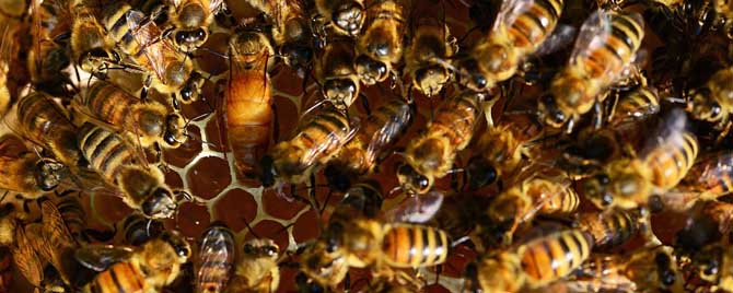 冬天合并蜂群怎样最安全？