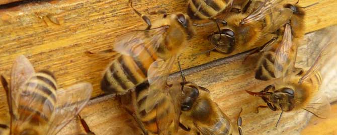 合并蜂群第二天蜜蜂会怎样？