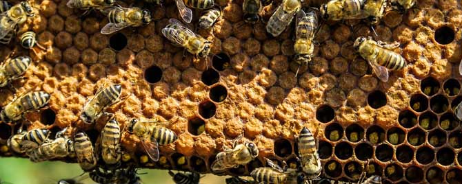 蜜蜂合群的方法和时间怎么选？