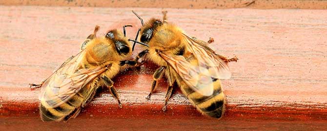 蜜蜂晚上合群打架吗？
