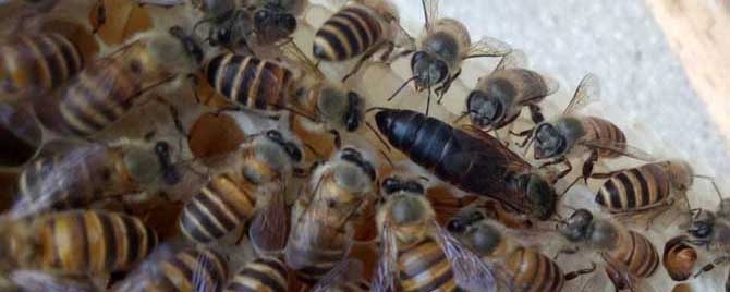 蜜蜂失王2个月还有救吗？