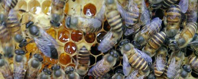 50只蜜蜂能养活蜂王吗？