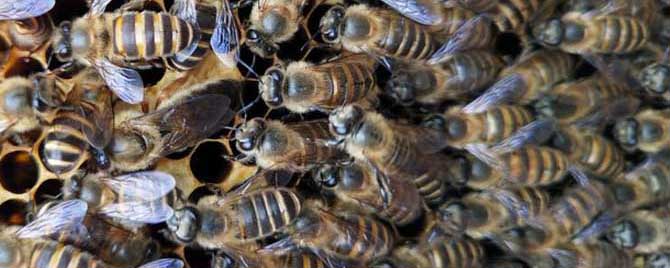 几楼以上不能养蜜蜂？