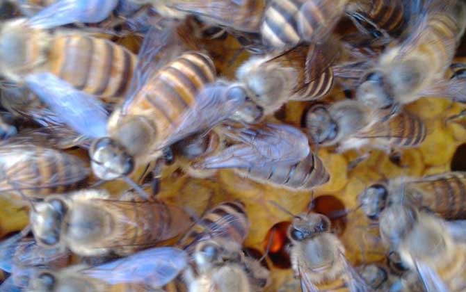 蜜蜂打架的原因及解决方法 蜜蜂与蜜蜂打架会出现哪些问题