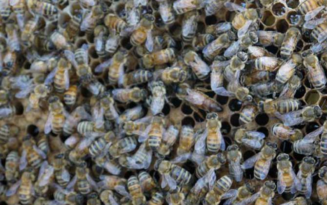 怎样合并蜂群最安全？ 怎样合并蜂群最安全视频