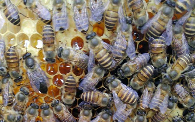 长期失王的蜂群应如何处理？
