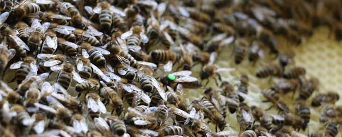 北方蜜蜂春繁技术有哪些？