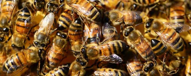 蜜蜂春繁几天喂一次花粉？