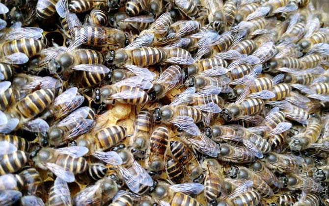 蜜蜂春繁加脾规律有哪些？