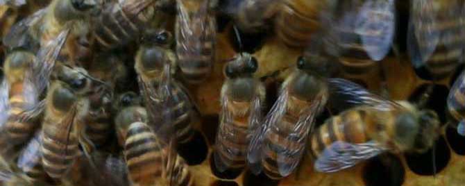 蜜蜂春繁多长时间喂一次？