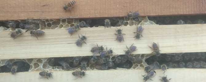 蜜蜂春繁起雄蜂怎么办？