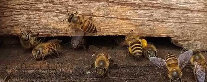 蜜蜂春繁管理技术有哪些？