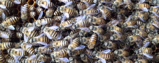 养蜂最新春繁法有哪些要点？
