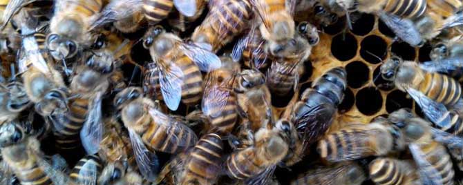 如何控制蜜蜂不分蜂维持强群？