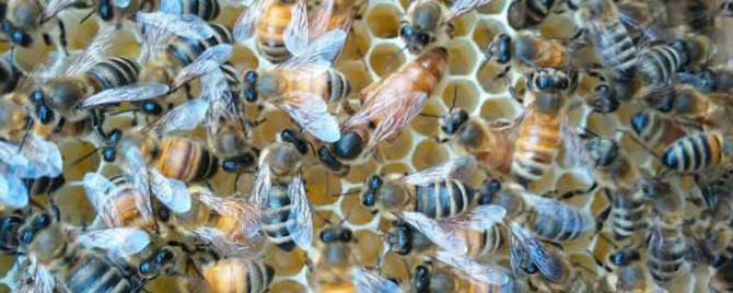 一脾蜂一个月能繁殖多少？