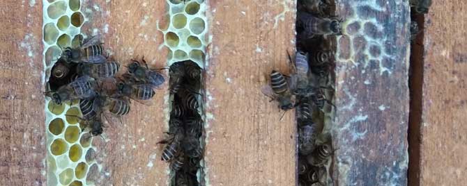 中蜂春繁技术要点有哪些？