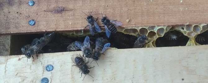 中蜂几度可以春繁？