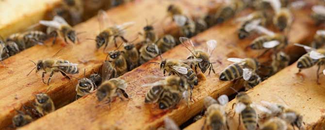 蜜蜂在多少度适合春繁？