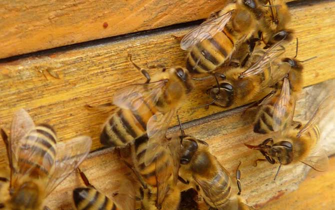 蜜蜂春繁一脾蜂几天加脾？