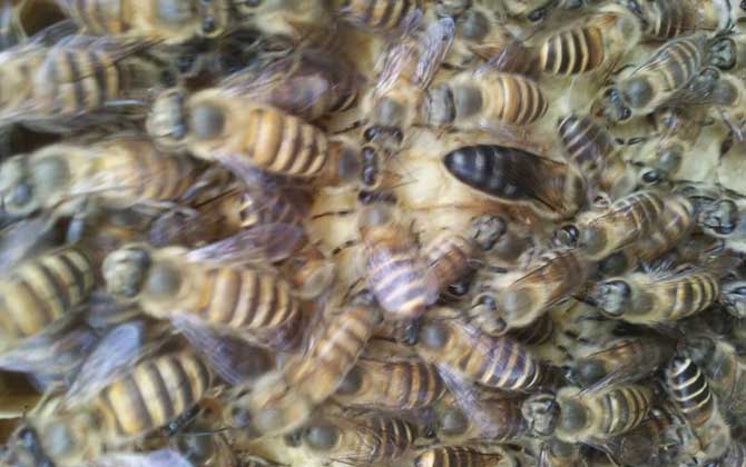 春繁蜜蜂多长时间喂一次？
