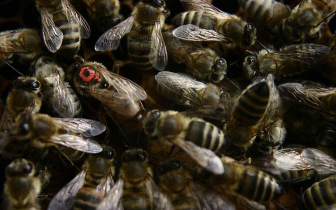 养蜂最新春繁法及注意事项
