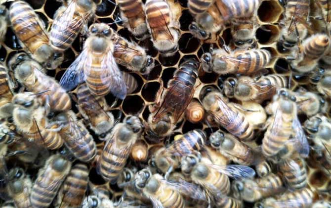 中蜂几度可以春繁？