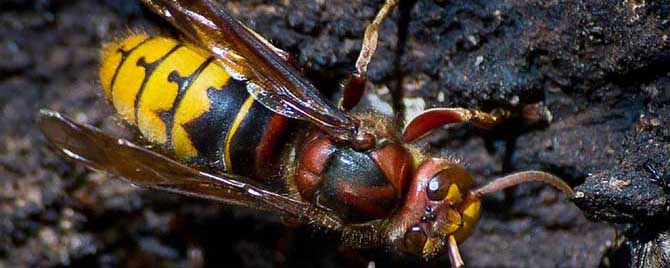牛角蜂是什么蜂？
