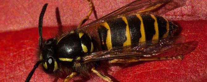 牛角蜂的毒性大吗？
