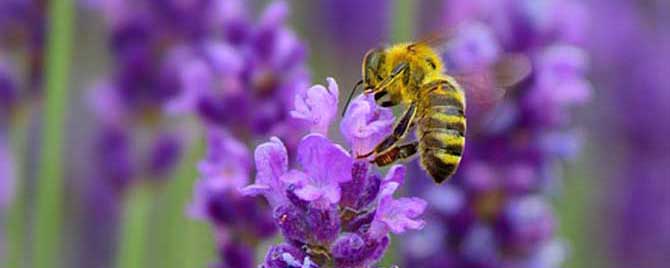 蜜蜂蛰消肿的小妙招有哪些？