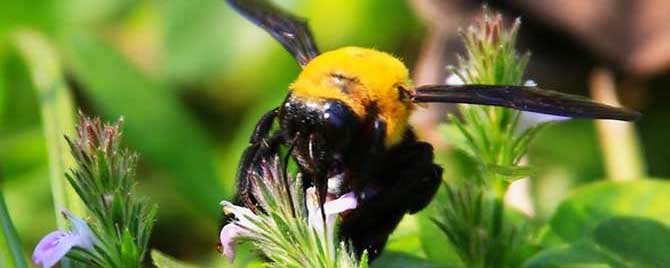 广东黑色很大的蜂叫什么？
