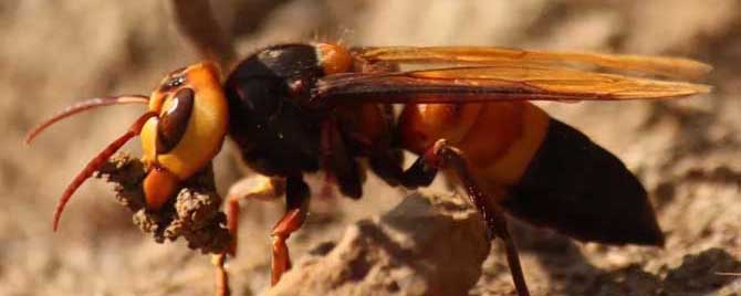 东北地雷蜂子是什么蜂？