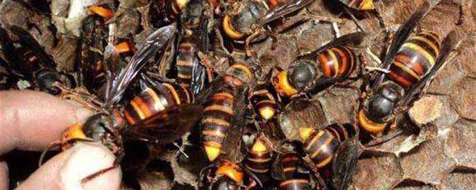 地雷蜂和虎头蜂有什么区别？