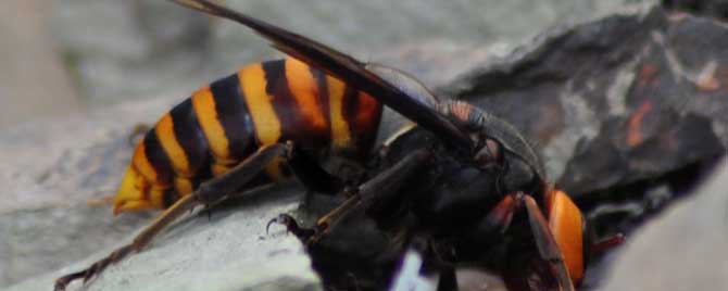 地雷蜂是益虫还是害虫？