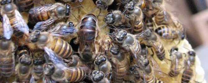 阿坝蜜蜂属于什么蜂？
