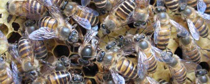 阿坝中蜂的优缺点有哪些？