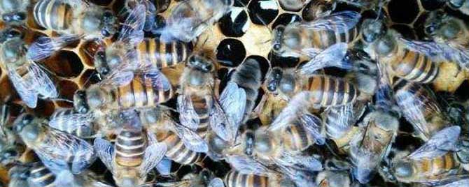 阿坝蜜蜂在南方可以养吗？