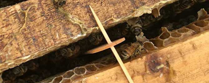 巢虫清木片对蜂蜜有影响吗？