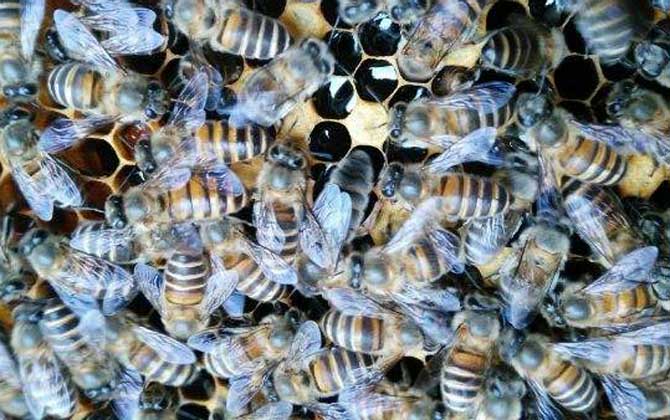 阿坝中蜂蜂王是什么颜色的？