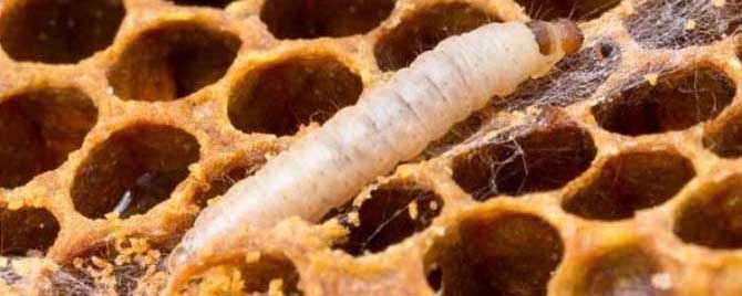 养蜜蜂怎样防治巢虫？
