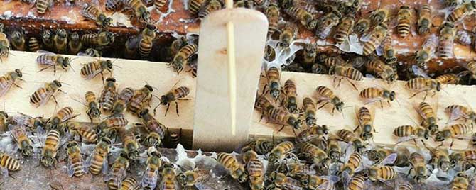蜜蜂巢虫用什么药防治？