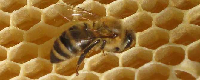 大蜂螨的特效药有哪些？