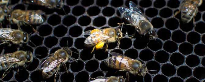 蜂螨怎么治疗和预防？