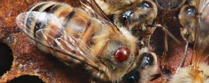 意蜂蜂螨是什么样子的？