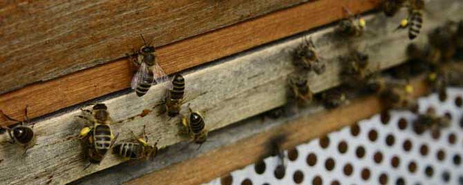 治疗蜜蜂螨虫的药有哪几种？