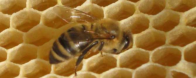 治蜂螨不伤蜂的方法有哪些？
