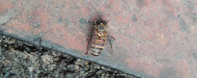 中蜂螨虫怎么处理最有效？
